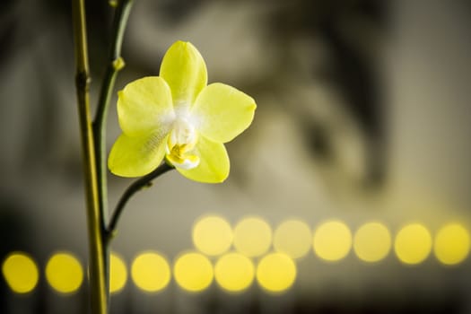 Yellow orchid flower in natural light with yellow bokeh background. Perfect for Easter.
