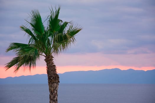 Looking at the nice orange colour sunset behind a tall palm tree.