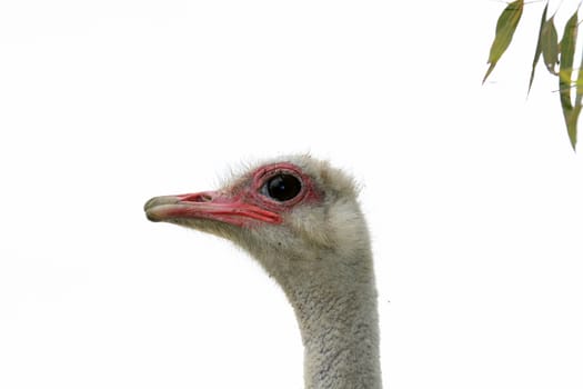 A front head portrait of an African Ostrich with funny expression in the face watching other ostriches and wildlife in a game reserve. 