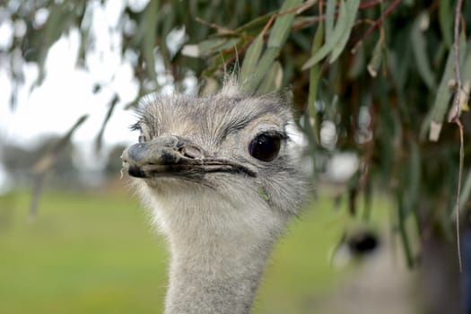 A front head portrait of an African Ostrich with funny expression in the face watching other ostriches and wildlife in a game reserve. 