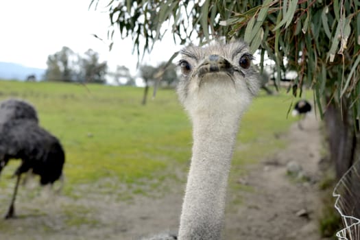 A front head portrait of an African Ostrich with funny expression in the face watching other ostriches and wildlife in a game reserve. 