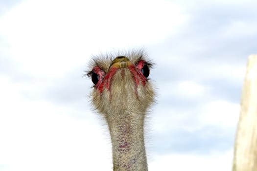 A front head portrait of an African Ostrich with funny expression in the face watching other ostriches and wildlife in a game reserve. 