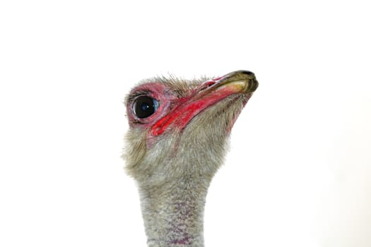 A front head portrait of an African Ostrich with funny expression in the face watching other ostriches and wildlife in a game reserve. 