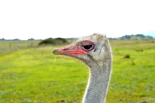 A front head portrait of an African Ostrich with funny expression in the face watching other ostriches and wildlife in a game reserve. 