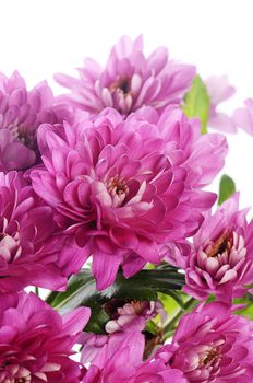 Flower pink chrysanthemums on isolated white background