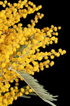 The yellow mimosa  on a black background