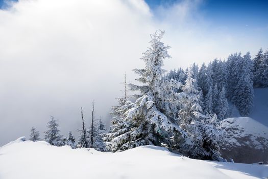 Pine trees covered in snow on winter season in Poiana Brasov, Romania