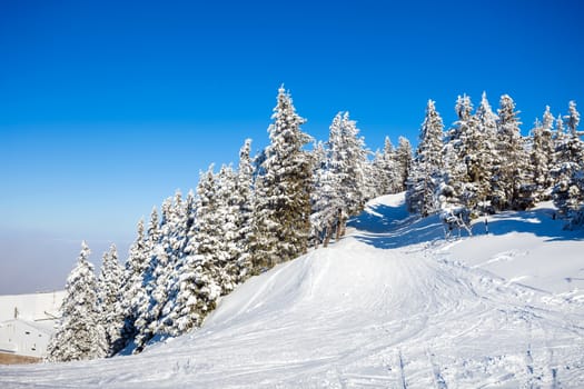 Pine trees covered in snow on winter season in Poiana Brasov, Romania