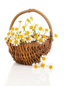 beautiful camomile flowers in basket, isolated on white