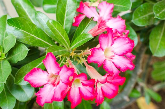 Desert Rose, Impala Lily, Mock Azalea flower