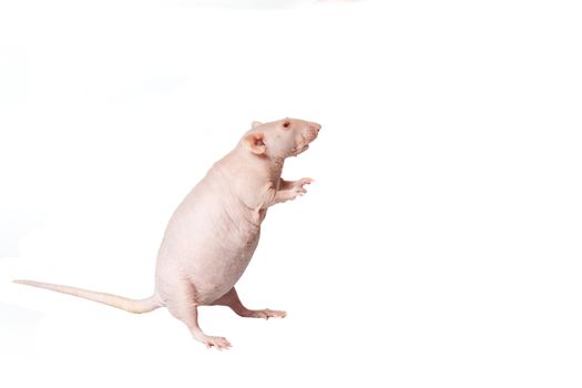 homemade rat on white background isolated