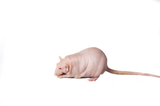 homemade rat on white background isolated