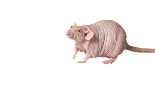 homemade rat on white background isolated