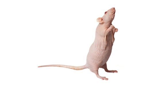 homemade rat on white background isolated