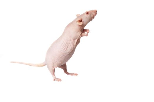 homemade rat on white background isolated