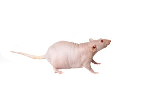 homemade rat on white background isolated