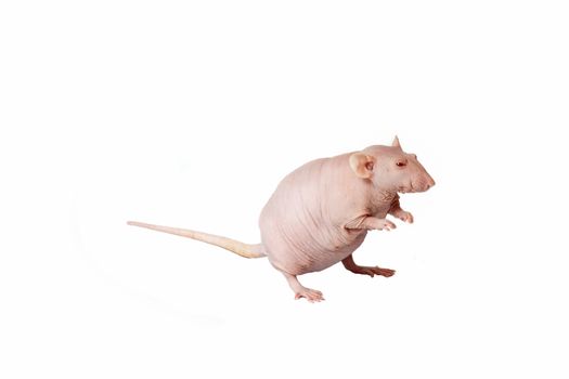 homemade rat on white background isolated