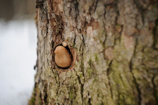 Zhavoronki, Russian rye cookies bird in hollow for spring equinox selebration horizontal