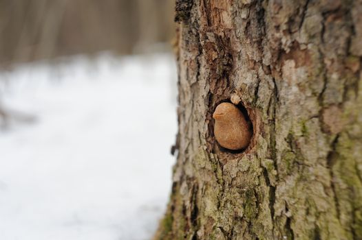 Zhavoronki, Russian rye cookies bird in hollow for spring equinox selebration horizontal