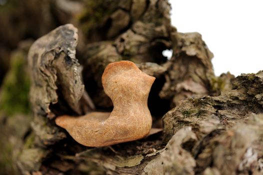 Zhavoronki, Russian rye cookies for spring equinox selebration in nature horizontal