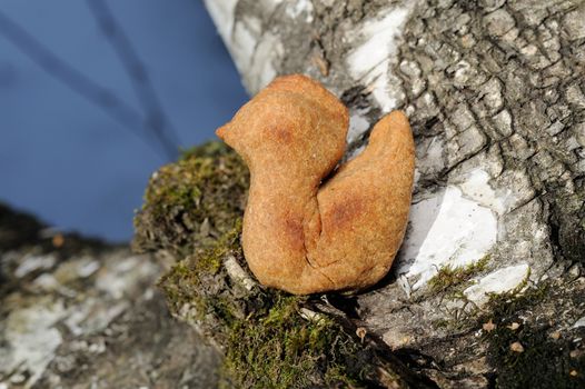 Zhavoronki, Russian rye cookies for spring equinox selebration in nature horizontal