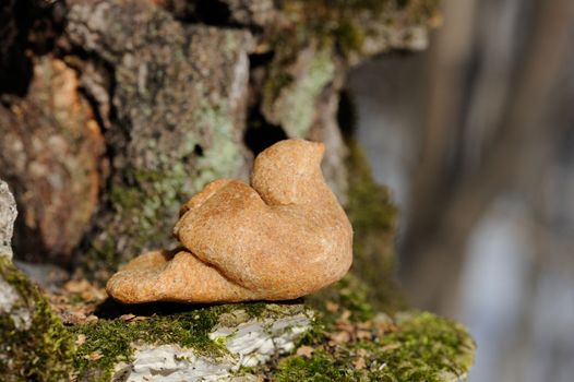 Zhavoronki, Russian rye cookies for spring equinox selebration in nature horizontal