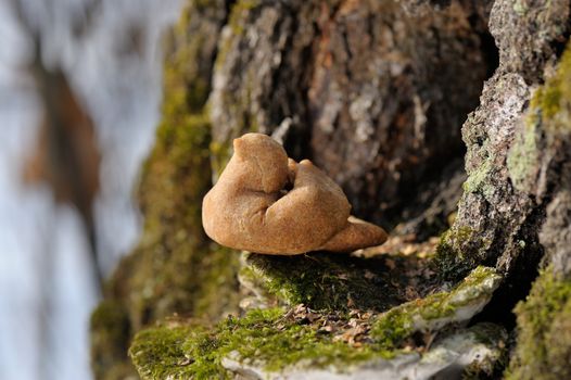 Zhavoronki, Russian rye cookies for spring equinox selebration in nature horizontal