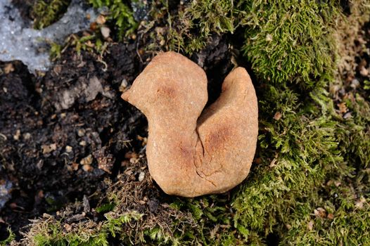 Zhavoronki, Russian rye cookies for spring equinox selebration in nature horizontal