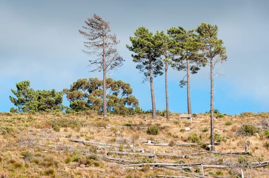 Wooden bench next to pine trees near Sir Lowrys Pass in the Western Cape Province of South Africa
