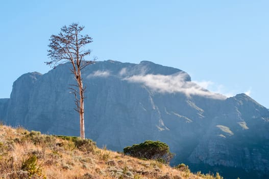 Dead pine tree against the Hotentots Holland Mountains near Sir Lowrys Pass in the Western Cape Province of South Africa
