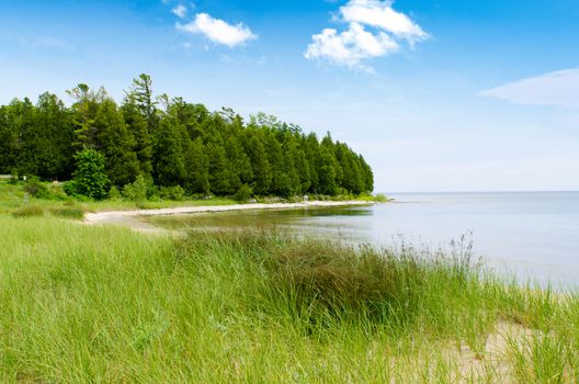 Beautiful coast line with tall grass and trees