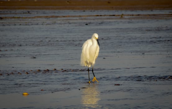 A sun up, the Great White Egret dines in the morning as the Pacific Tide goes out.