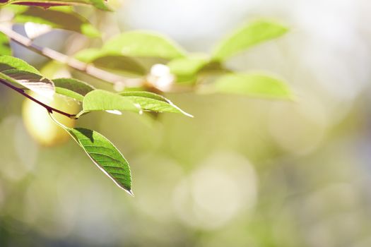 Green leaf under the sunlight. Horizontal photo