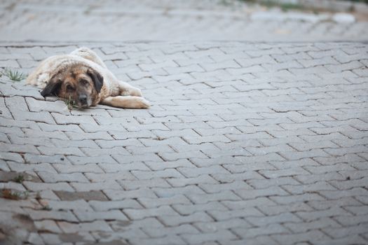 Undomesticated dog laying in Cappadocia, Turkey. Horizontal photo