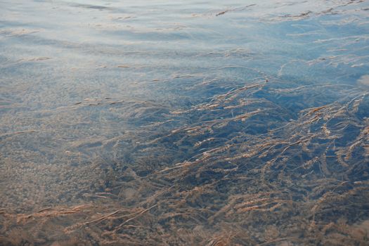 Water plants in the lake. Horizontal photo