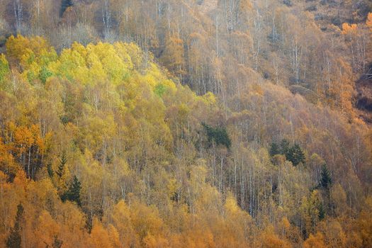 Autumn forest in mountains. Kazakhstan. Almaty