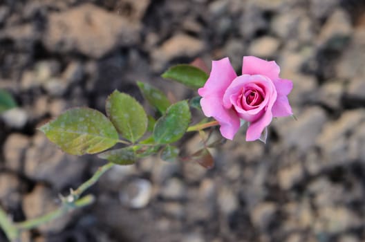 fresh roses on a bush in a garden , beautiful pink flower
