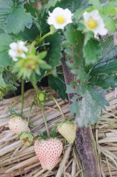 Strawberry plants already ripe to harvest