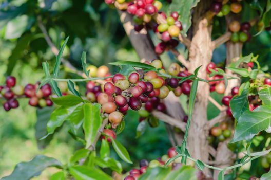 Coffee beans on tree in farm