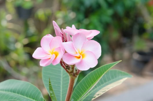 Bunch of pink Frangipani, Frangipanni,  or plumeria tropical flowers