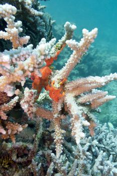 coral reef with sea sponge at the bottom of tropical sea on blue water background