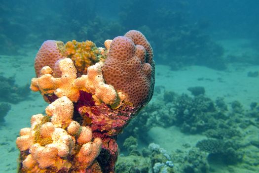coral reef with sea sponge in tropical sea