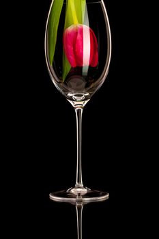 Red tulip in a wine glass on the black glass table