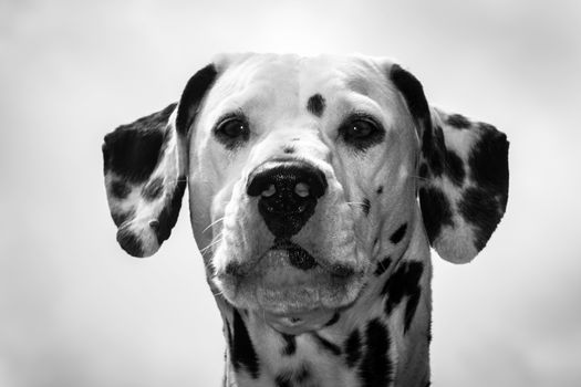 A front picture of the face of a dalmatian dog