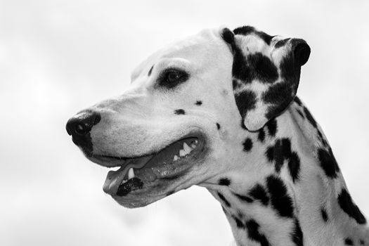 A picture of the face of a dalmatian dog