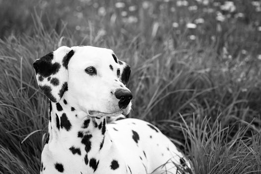 A nice dalmatian dog over a grass field 