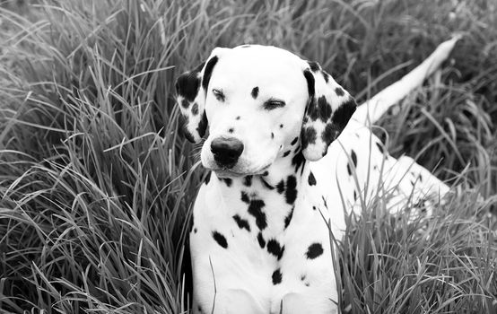 A dalmatian dog over grass with eyes closed