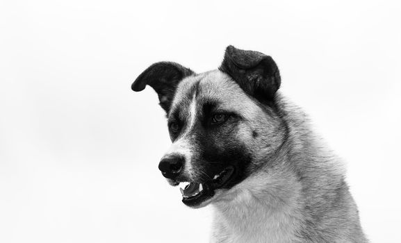 A nice dog portrait looking to the side 