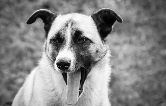 A nice black and white picture of a dog yawning