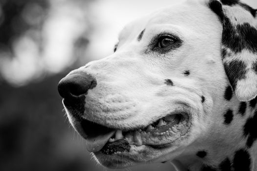 Nice picture of the face of a dalmatian dog